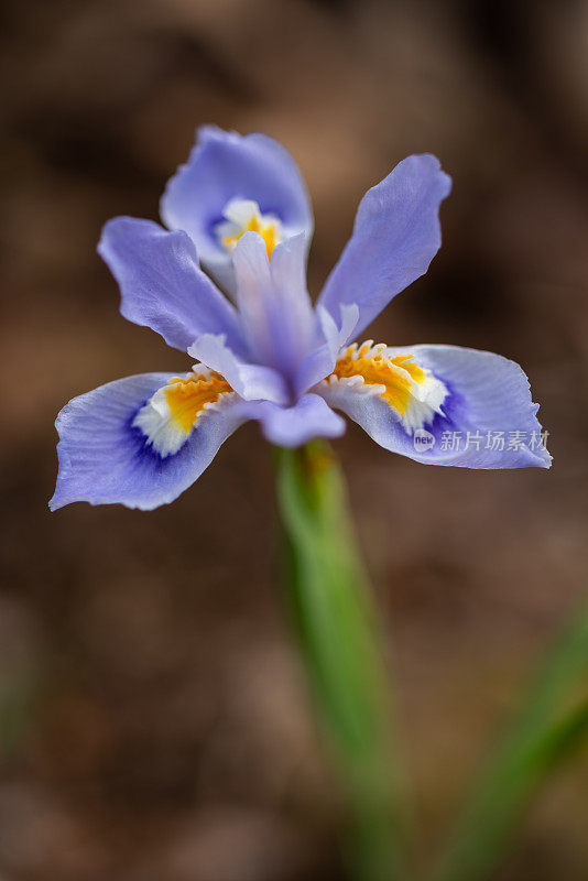 矮冠鸢尾(Iris cristata) Mount Magazine, AR